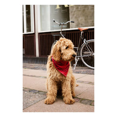 Hay - Dog bandanas | Red