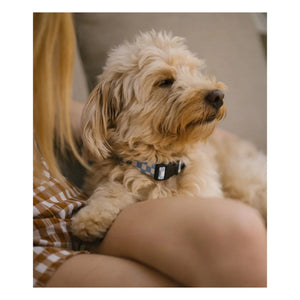 Cafide - Juno Dog Collar | Light Blue