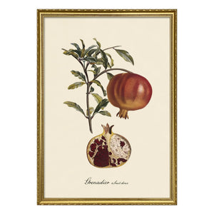 The Dybdahl Co. - Tatlı Meyveli Grenadier poster