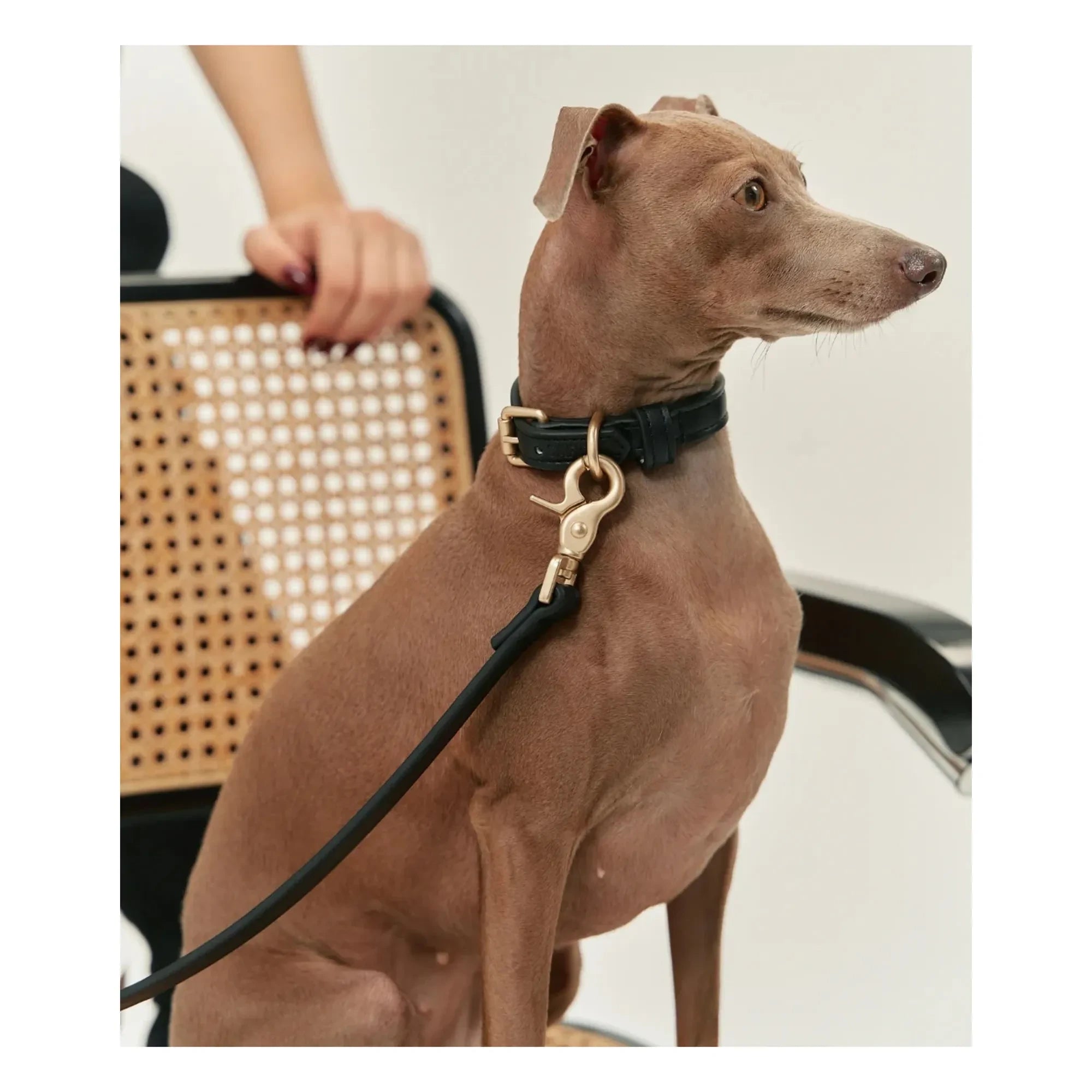 Cafide - Vegan Leather Dog Collar | Black