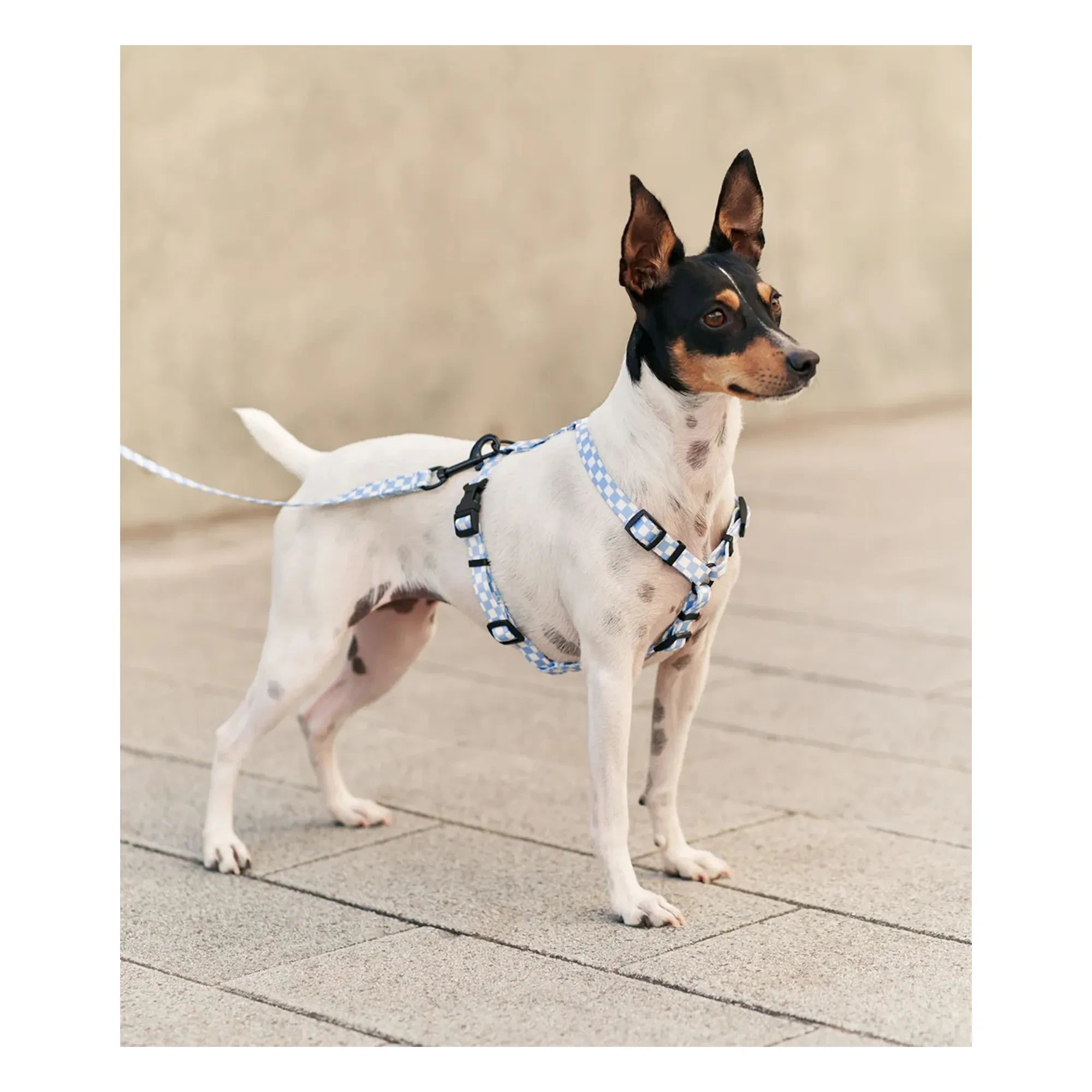Cafide - Juno dog collar | Light blue