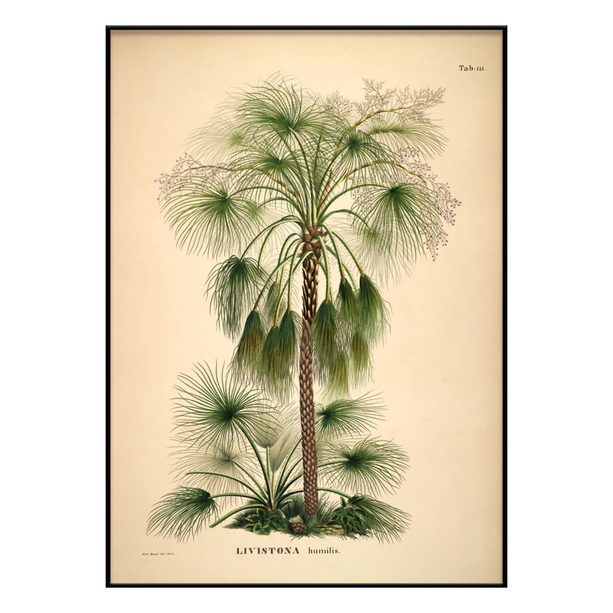 The Dybdahl Co. - Livistona Humilis Poster