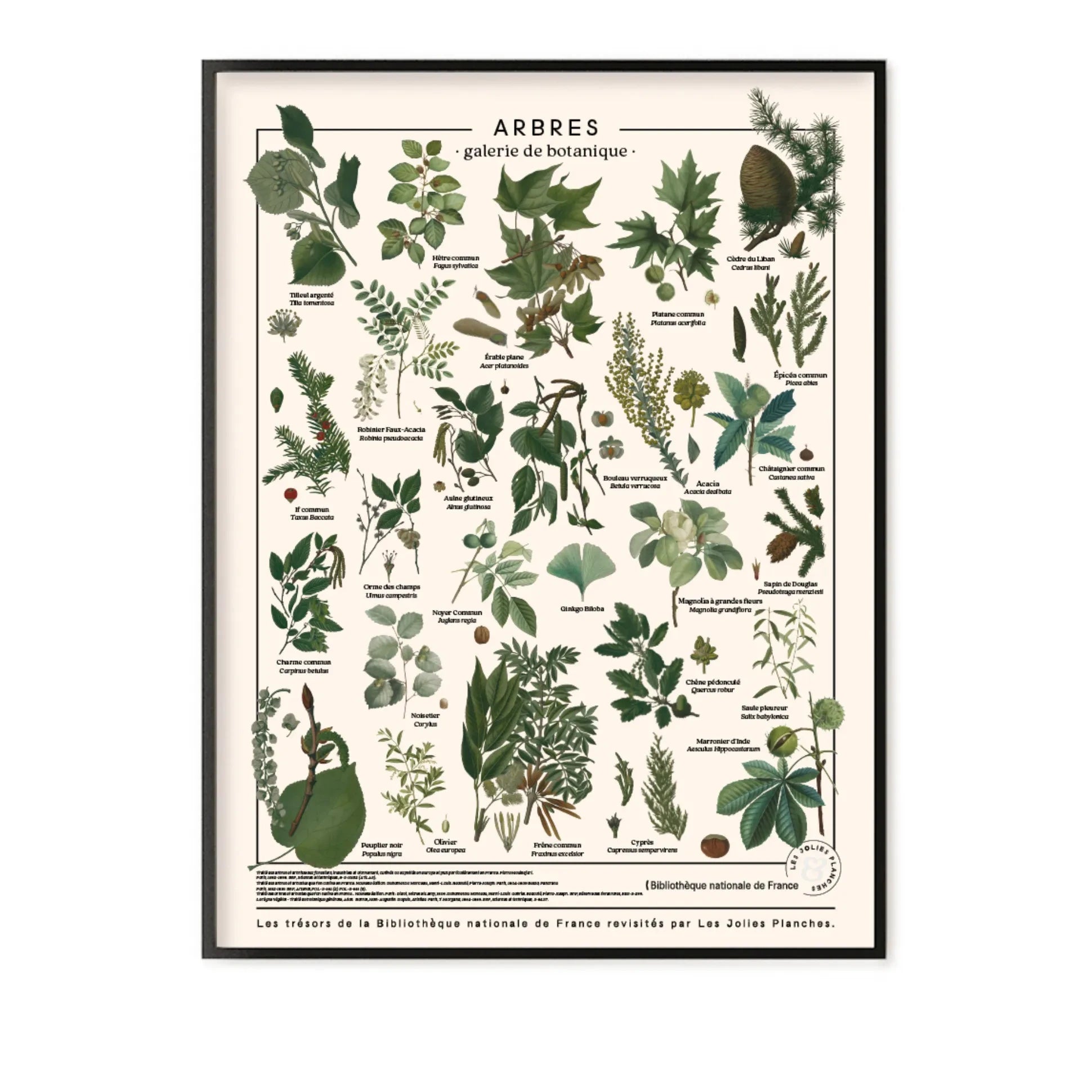 Les Jolies Planches - Wooden Panel