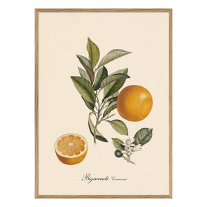 The Dybdahl Co. - Crowned Bigarrade Poster