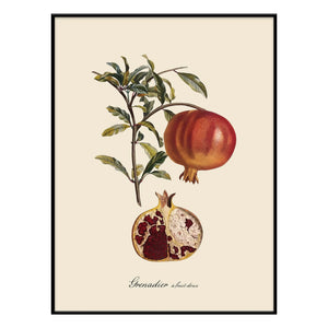 The Dybdahl Co. - Tatlı Meyveli Grenadier poster
