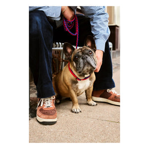Hay - Adjustable Collar | Blue