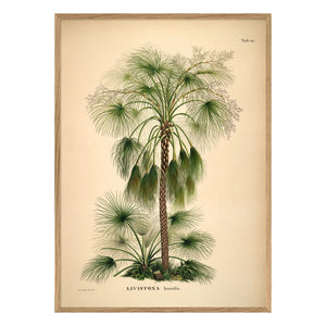 The Dybdahl Co. - Livistona Humilis Poster