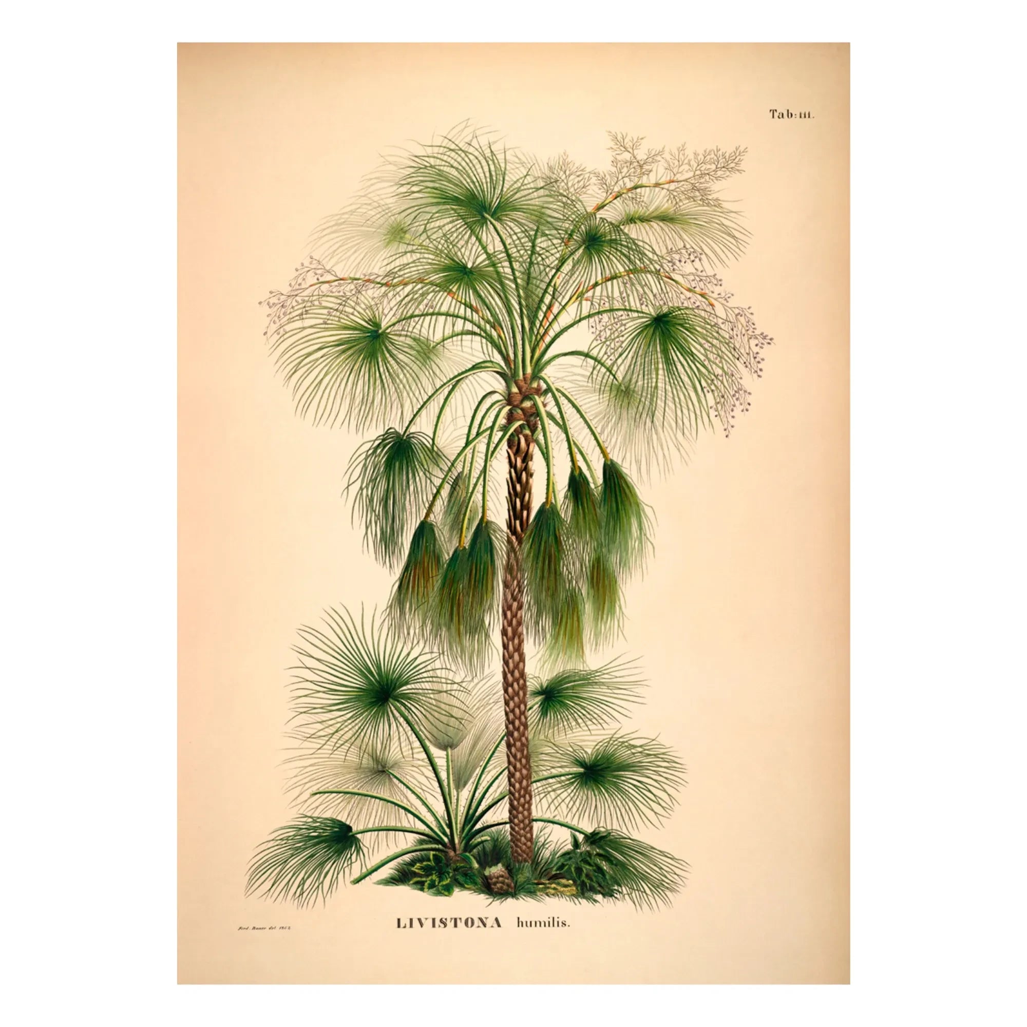 The Dybdahl Co. - Livistona Humilis Poster