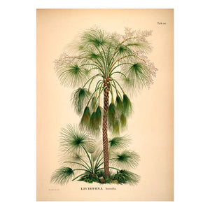 The Dybdahl Co. - Livistona Humilis Poster