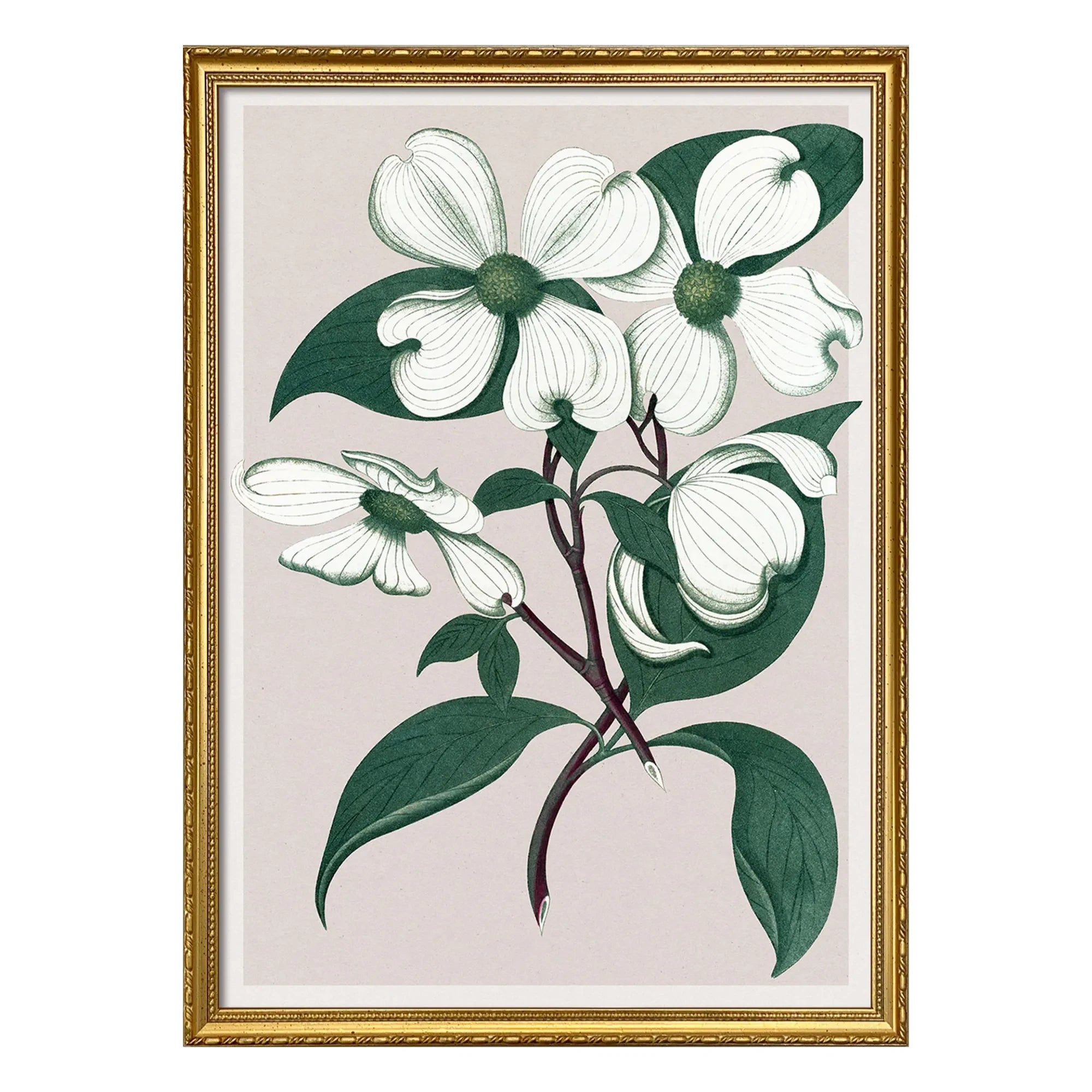 The Dybdahl Co. - Cornus Florida Poster