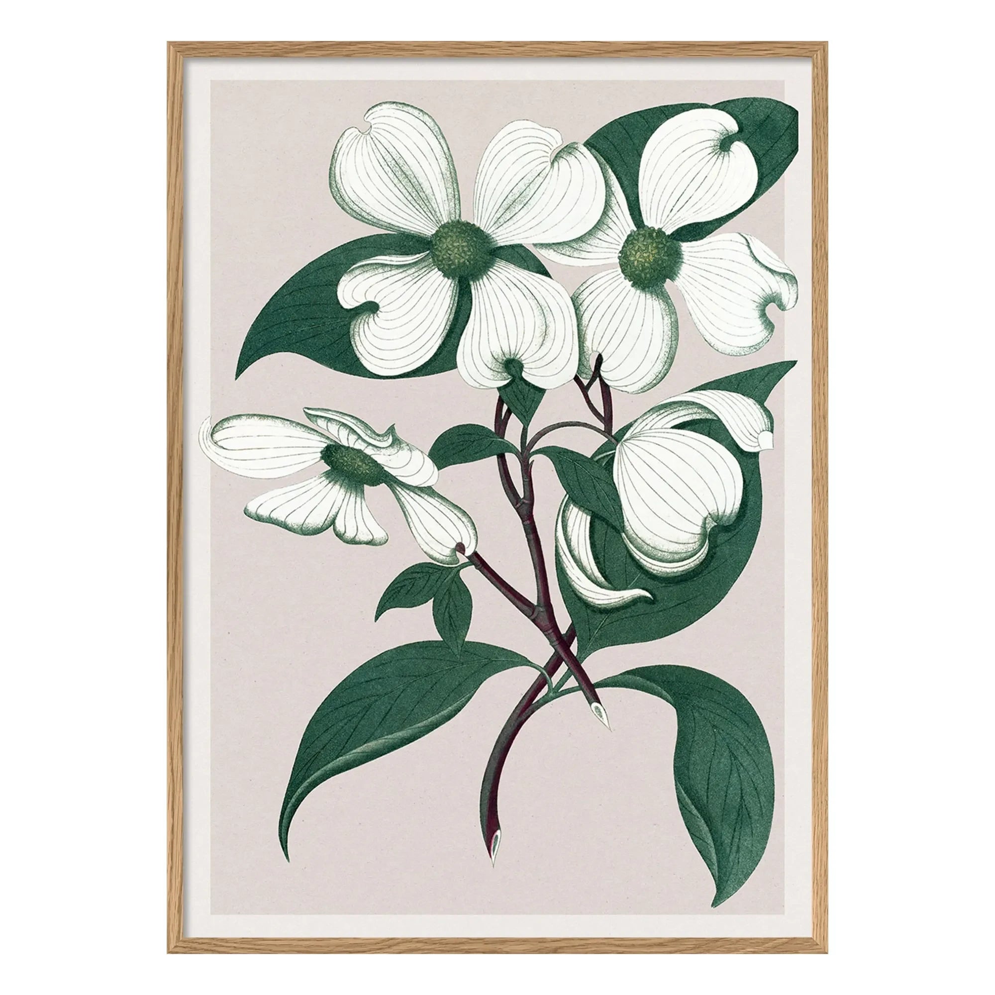 The Dybdahl Co. - Cornus Florida Poster