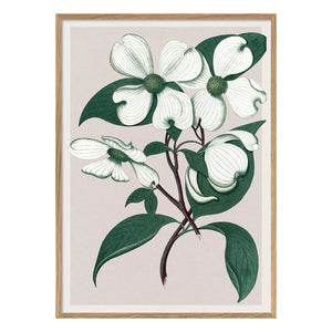 The Dybdahl Co. - Cornus Florida Poster