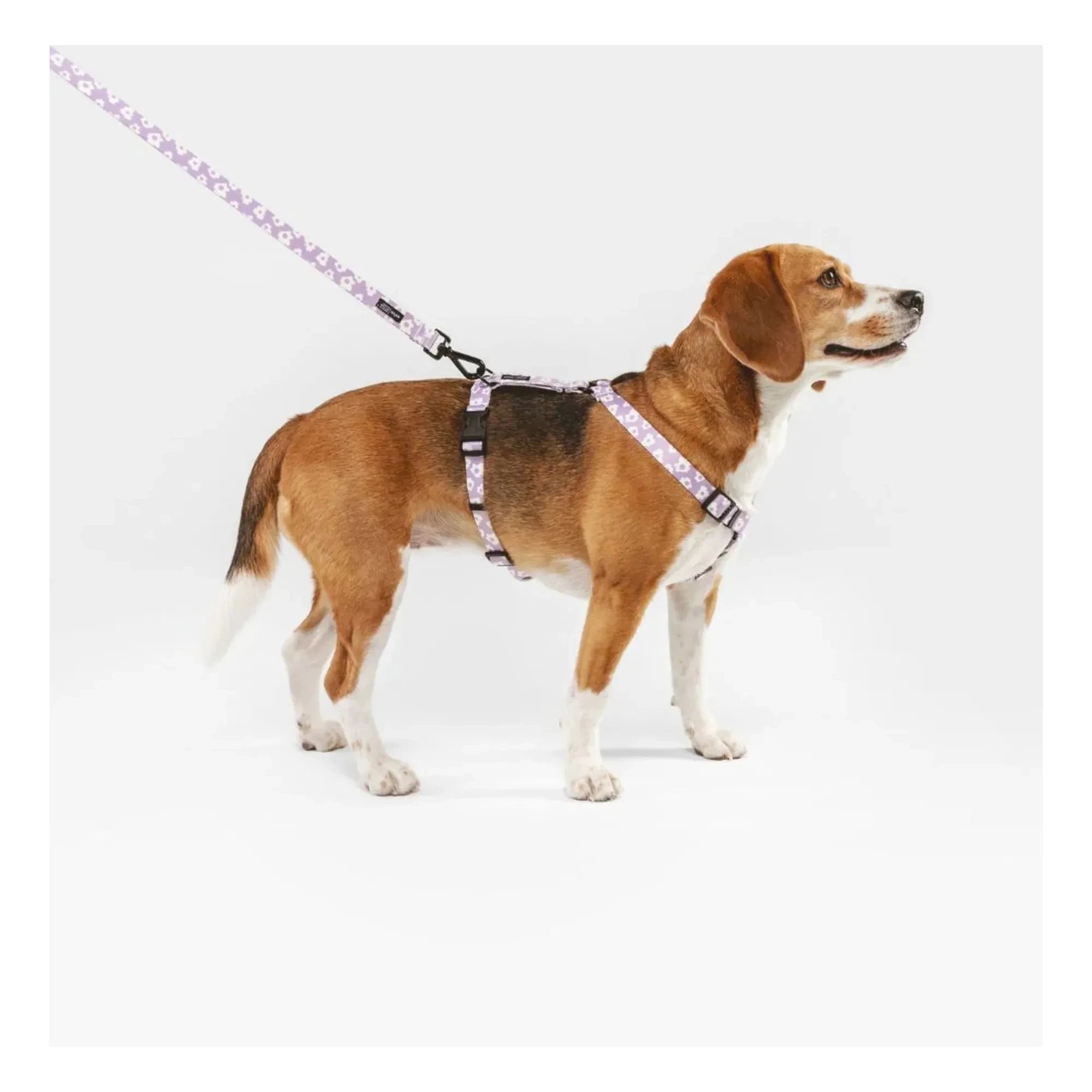 Cafide - Juno dog collar | Lilac