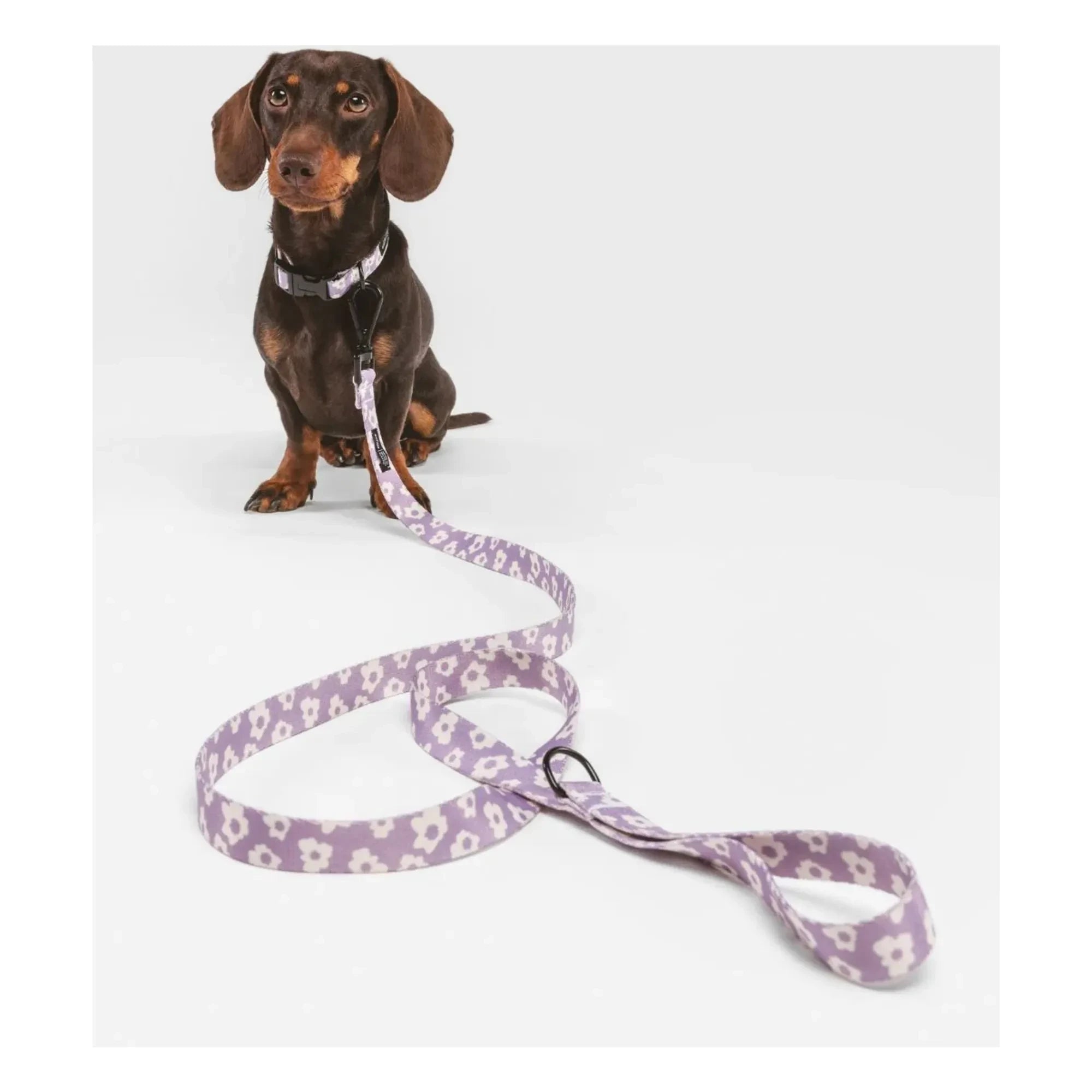 Cafide - Juno dog collar | Lilac