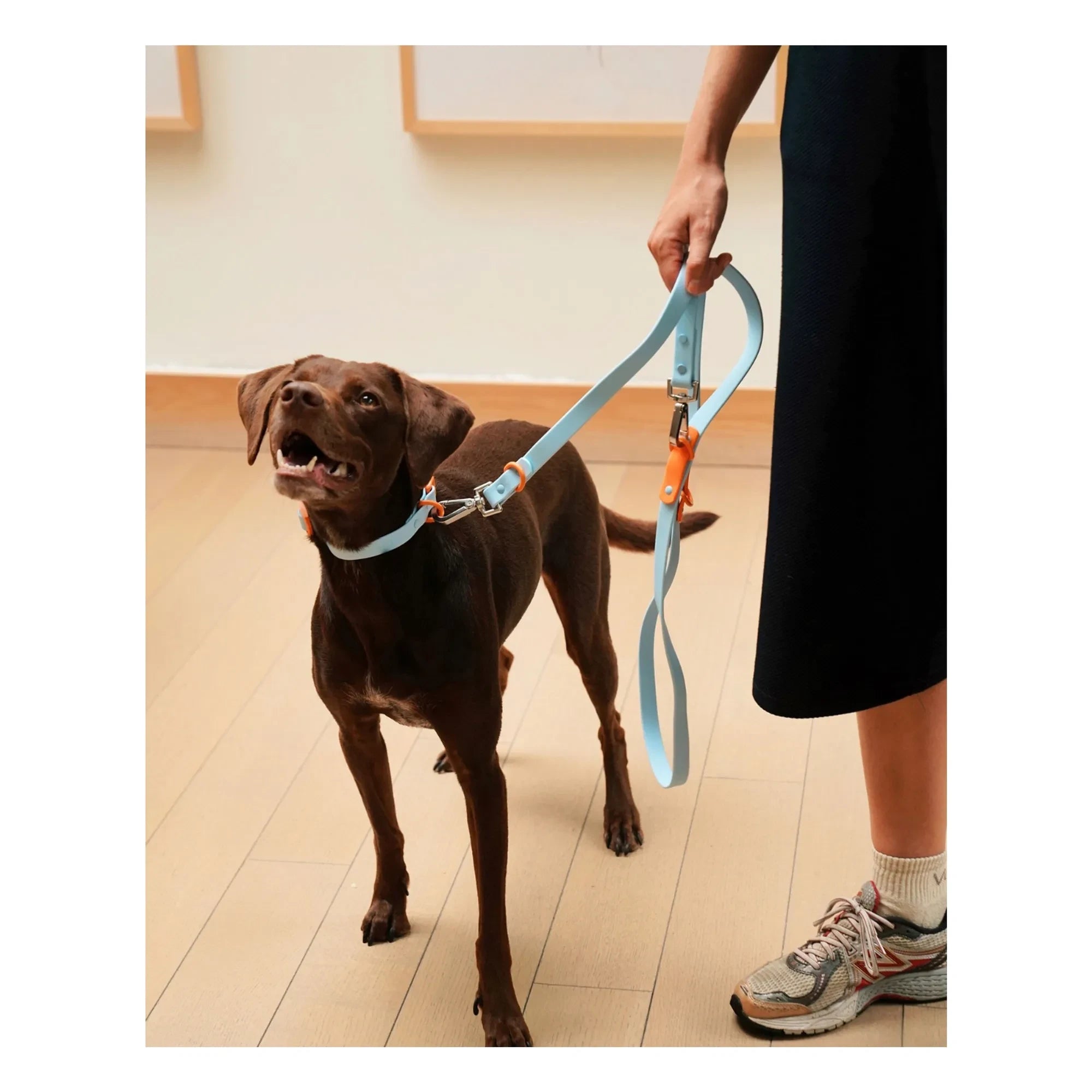 Approved by Fritz - Ayarlanabilir köpek tasması | Açık mavi
