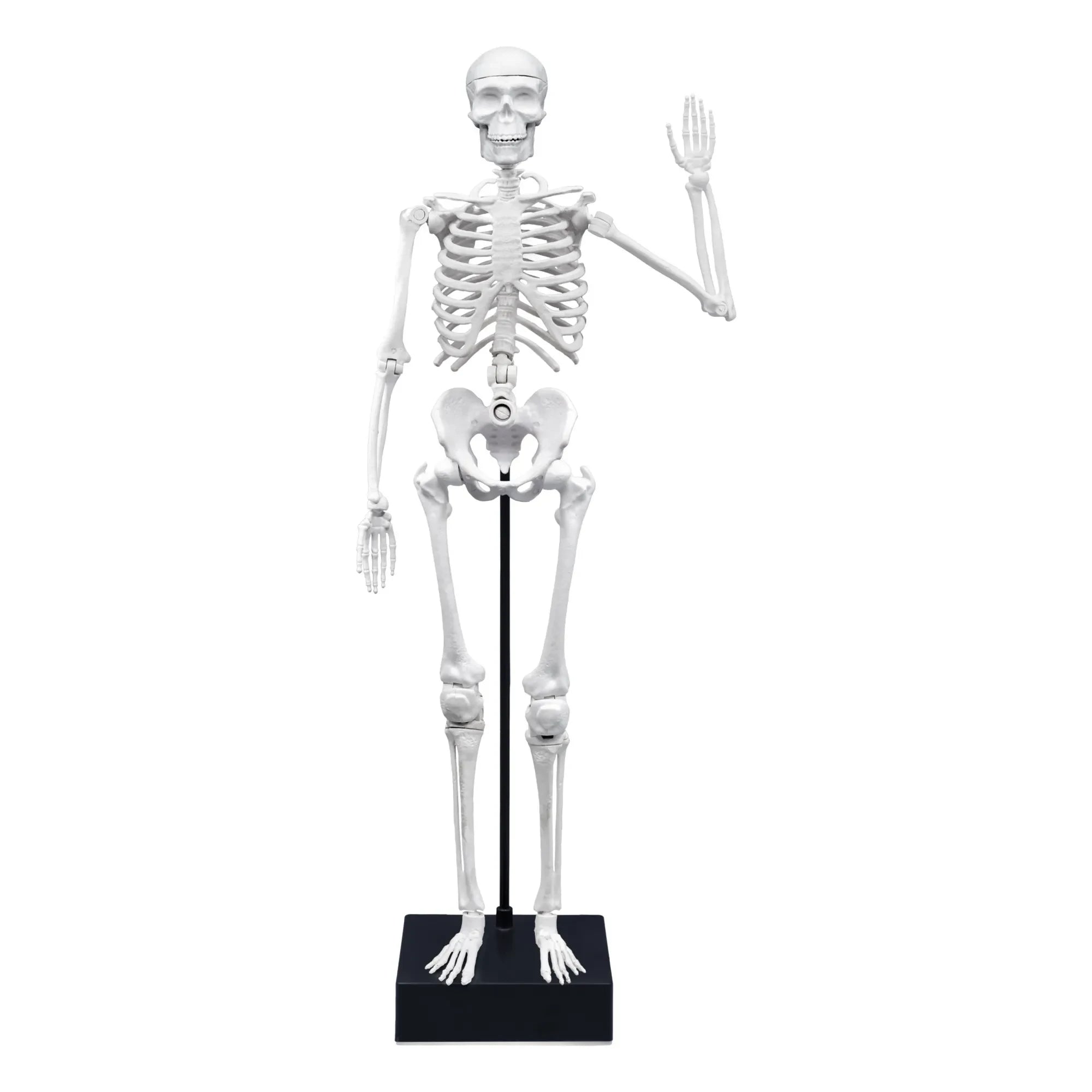 Buki - Skeleton 45 cm