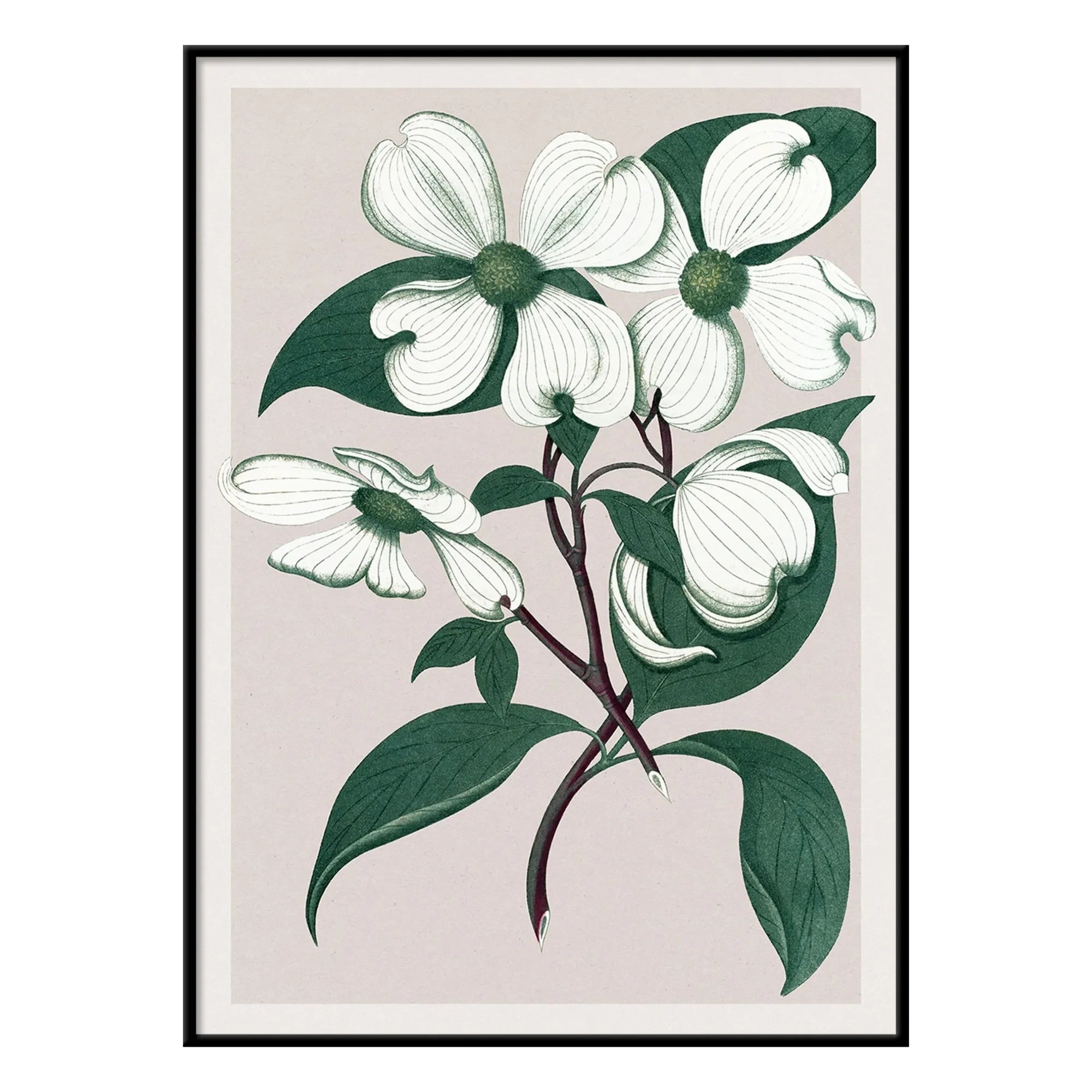 The Dybdahl Co. - Cornus Florida Poster