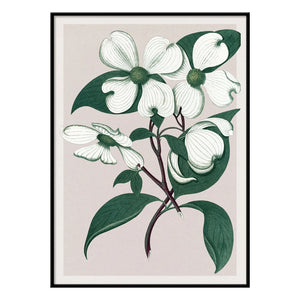 The Dybdahl Co. - Cornus Florida Poster