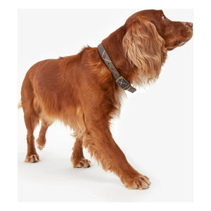 Barbour - Ekose köpek tasması | Koyu bej kahverengi