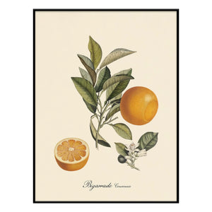 The Dybdahl Co. - Crowned Bigarrade Poster