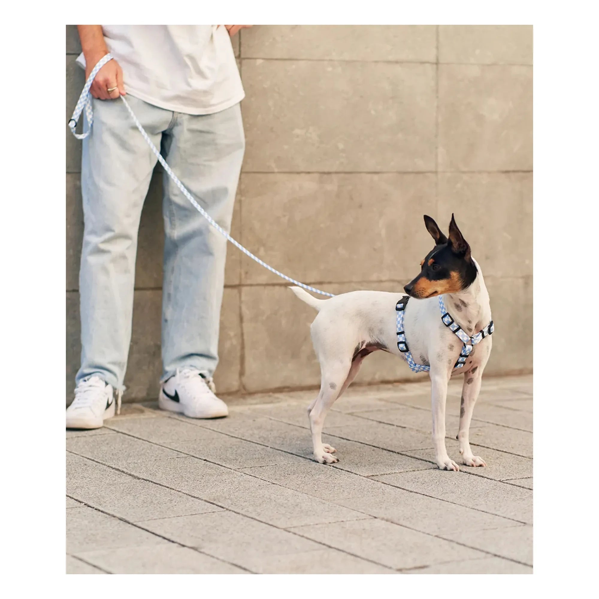 Cafide - Juno Dog Run | Light Blue