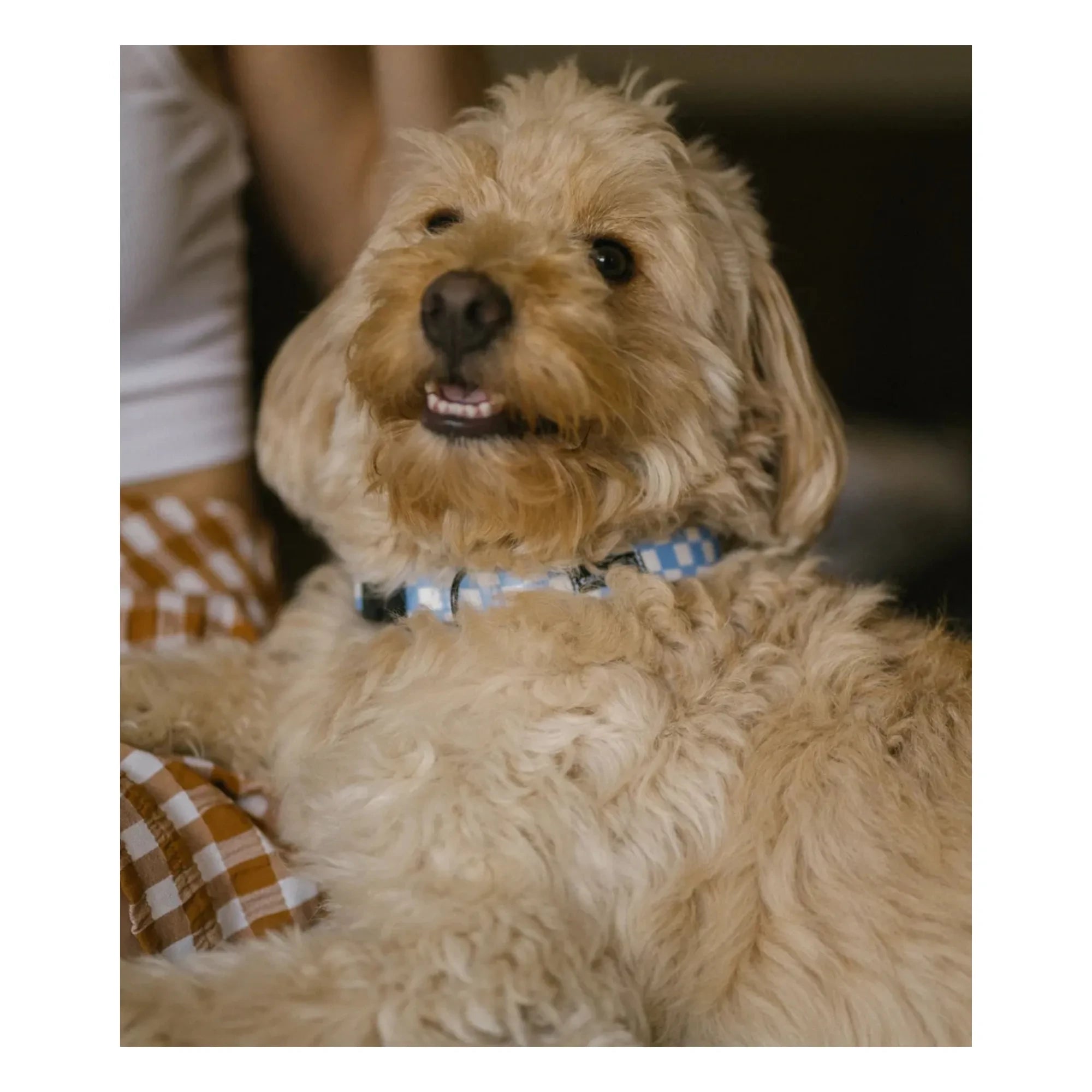 Cafide - Juno Dog Collar | Light Blue