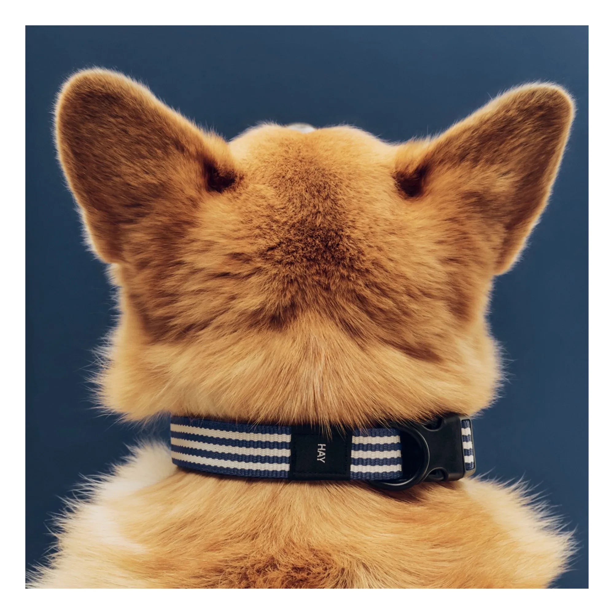 Hay - Striped dog collar | Blue