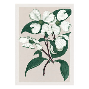 The Dybdahl Co. - Cornus Florida Poster