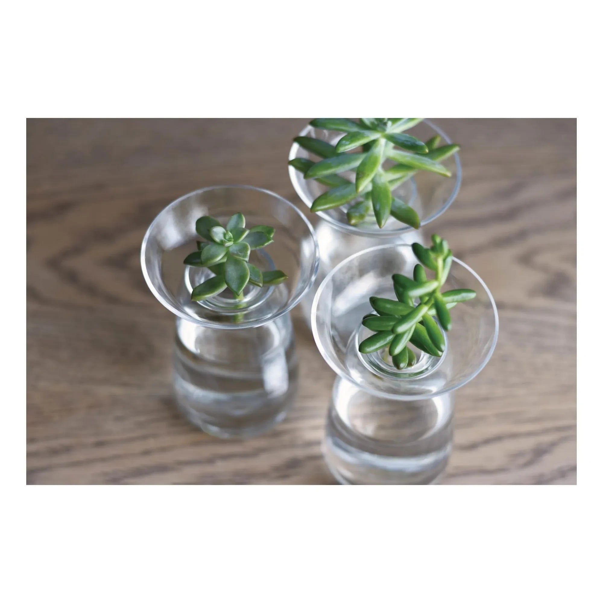 Kinto - Seafood Glass Vase | Transparent