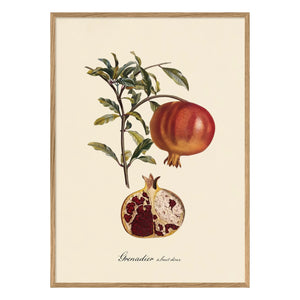 The Dybdahl Co. - Tatlı Meyveli Grenadier poster