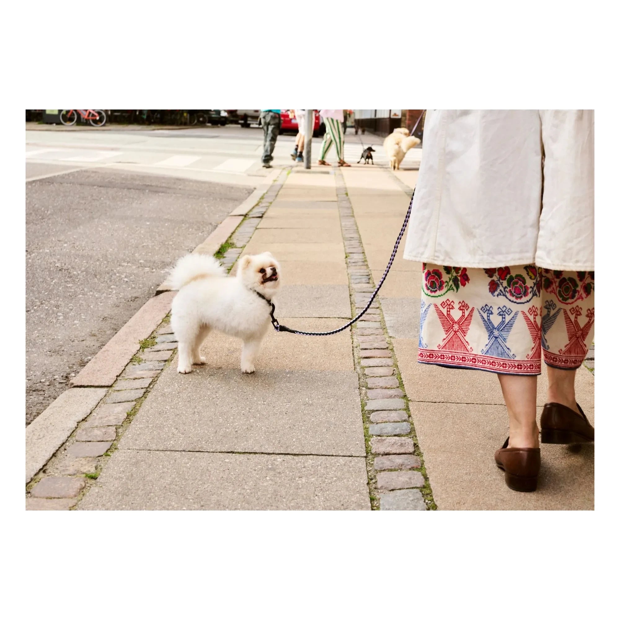 Hay - Adjustable Collar | Lavender
