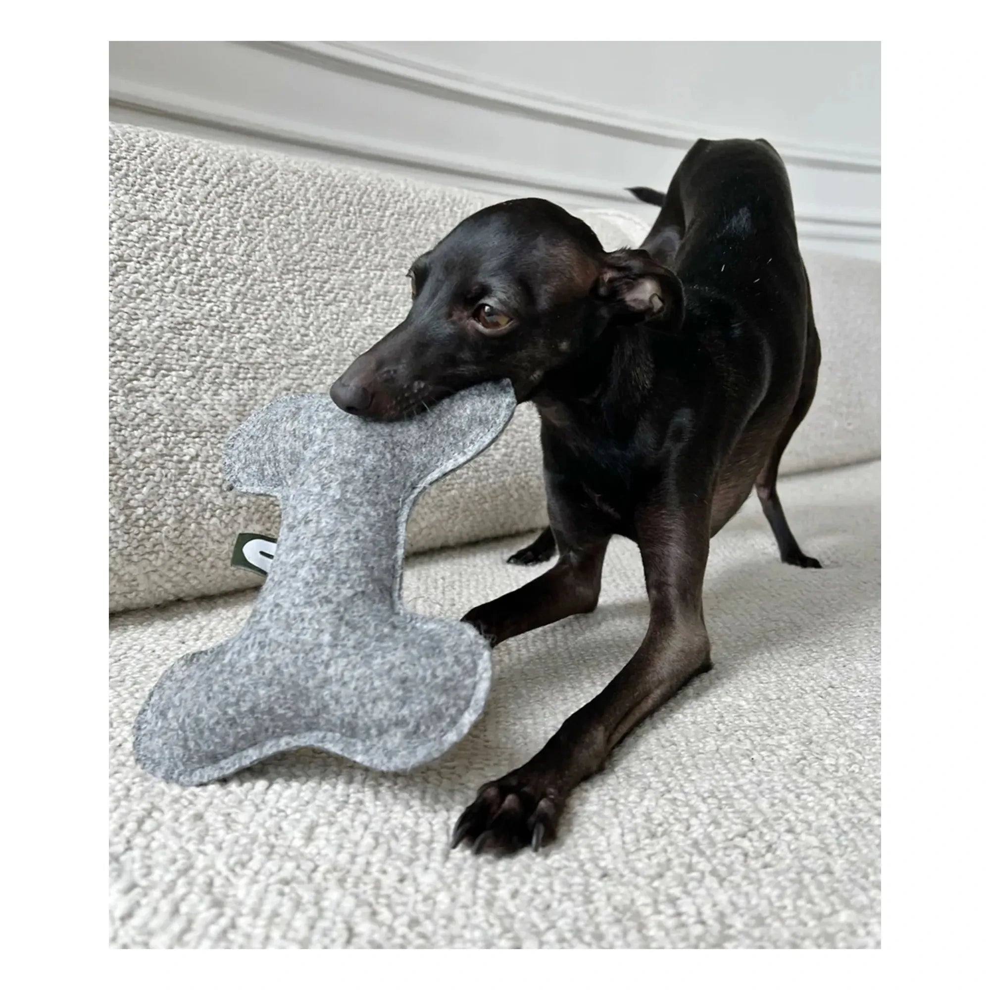 Cafide - Bone dog toy | Gray