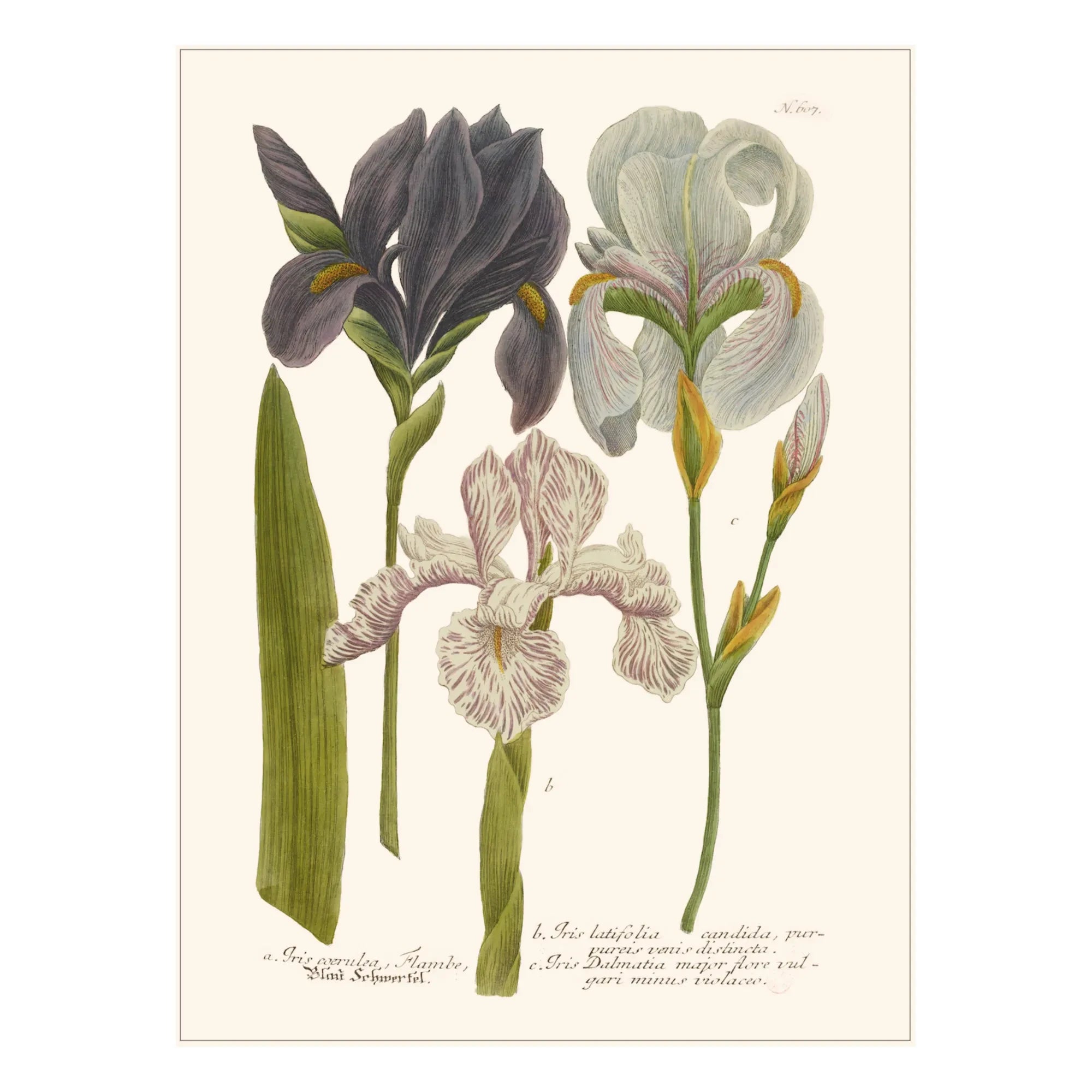 Les Jolies Planches - Iris Garden Poster