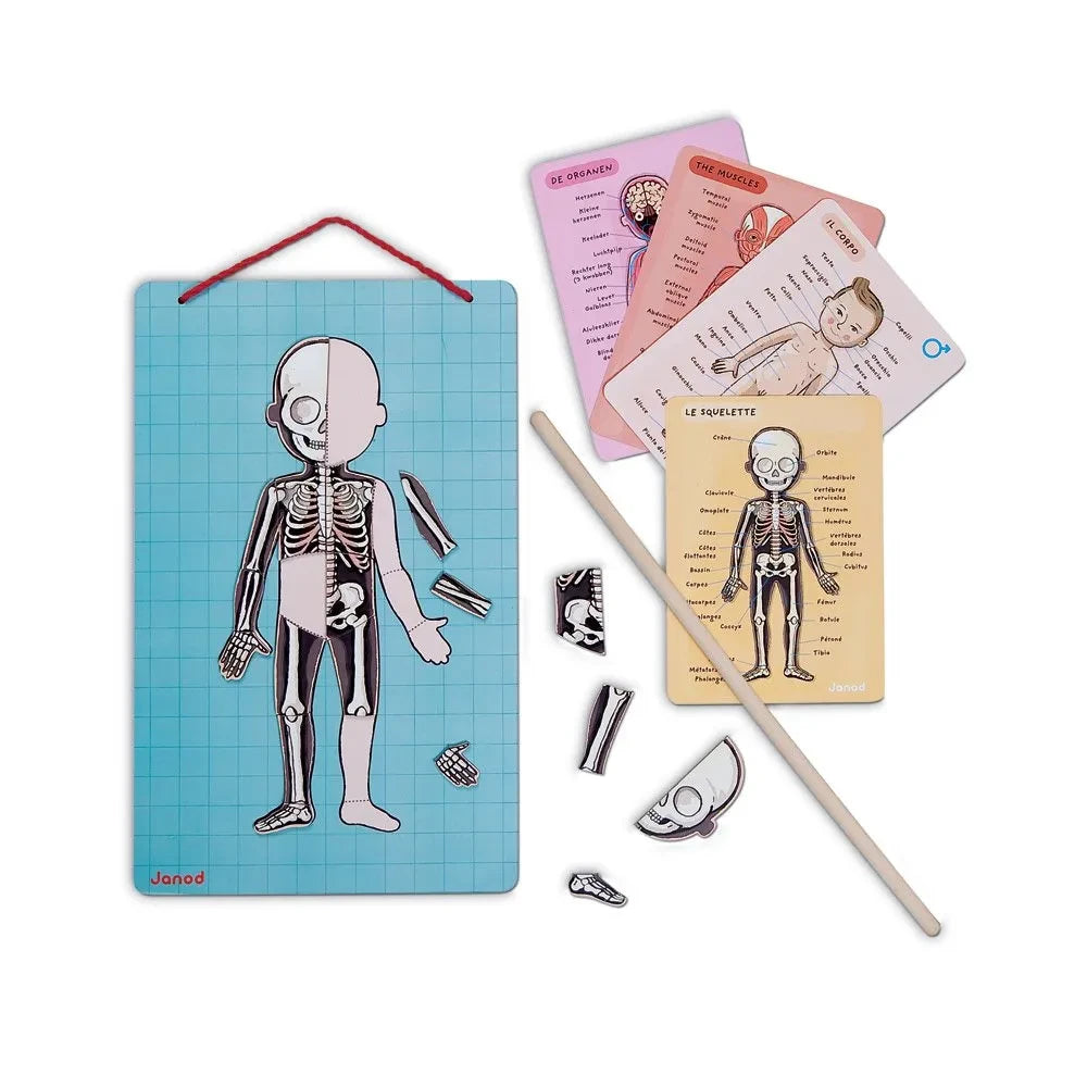 Janod - Magnetic Anatomy Puzzle