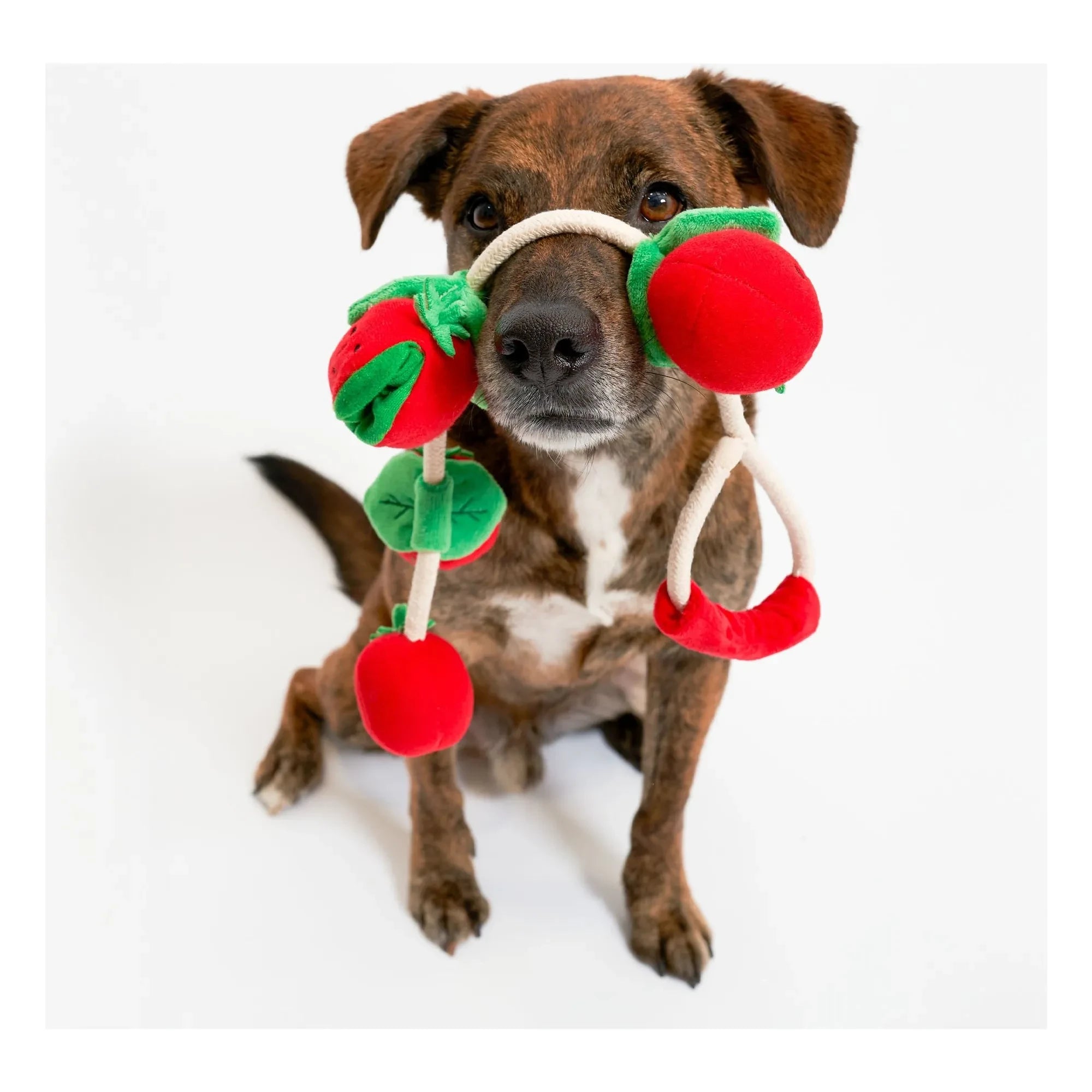 The Furry Folks - Cherry Tomato Chew Toy | Tomato Red