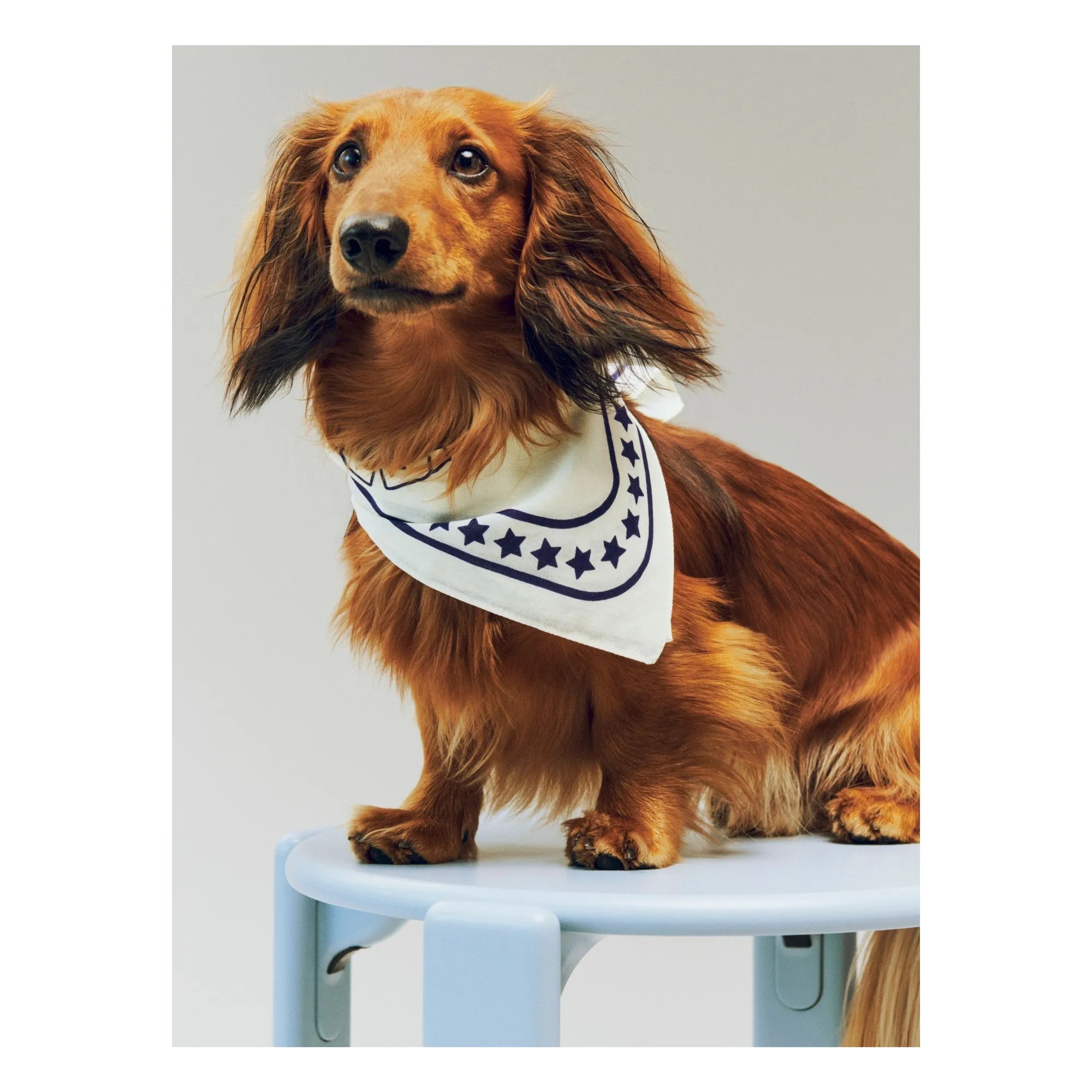 Hay - Köpek bandanası | Off-White
